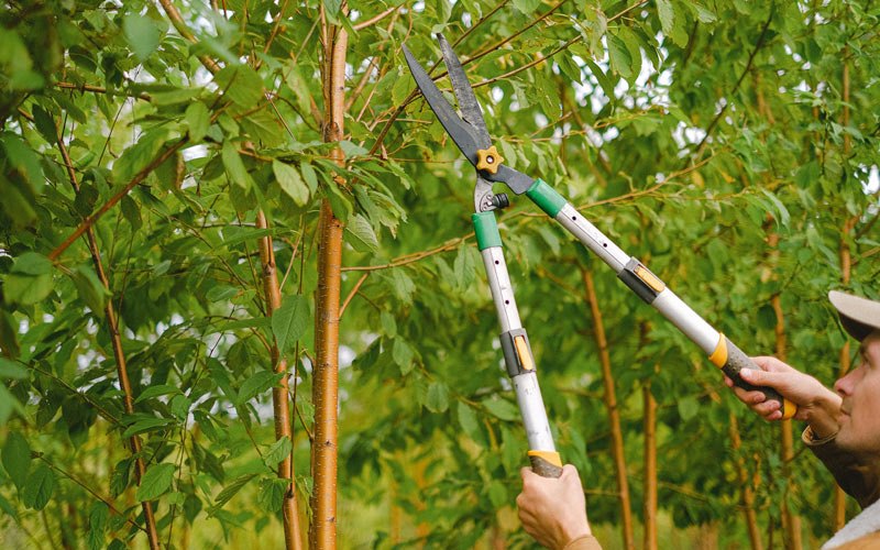 Tree trimming in Sprague, WA